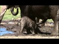 Precious Baby Elephant Stuck In Mud | BBC Earth