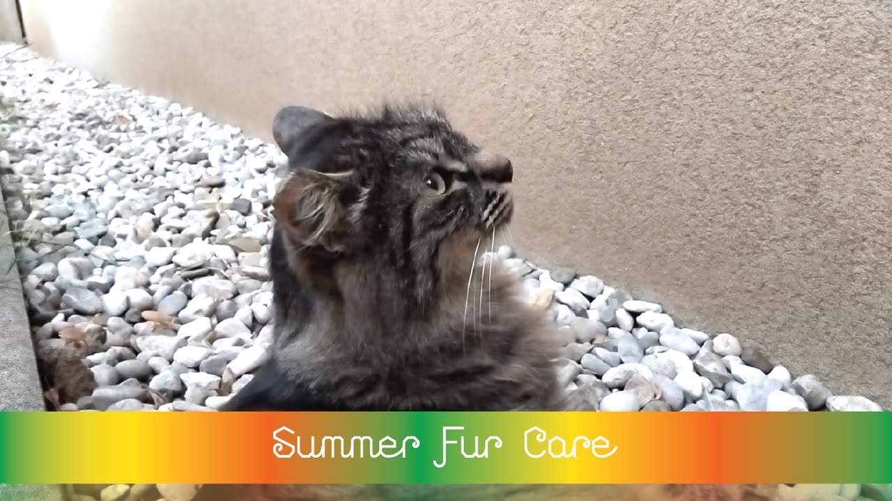 ✨ Summer Fur Care ✨