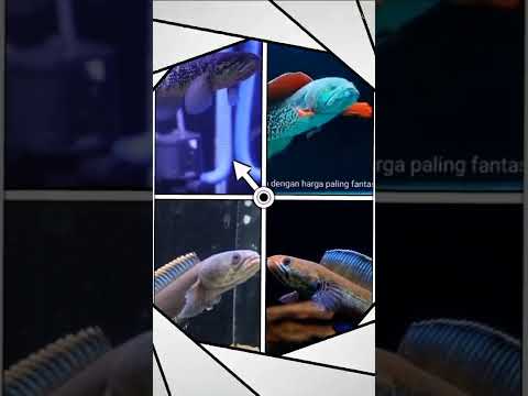 Video: Kan kampfisk leve sammen med andre fisk?