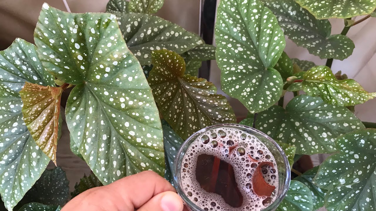 Bir Bardak Veriyorum Çilli Begonyalarım Çıldırıyo 💯💯💰💰