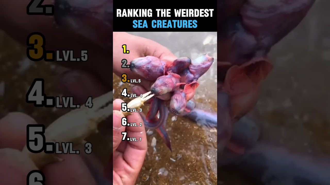 RANKING THE WEIRDEST SEA CREATURES