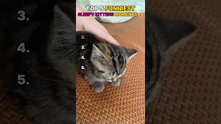 Ranking Funniest Sleepy Kittens Moments😴 #sleepy #kitten #cute #viral