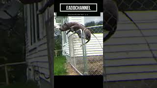 American Bully Vs Pitbull Apbt Quién Es Más Fuerte? Increíble Resultado