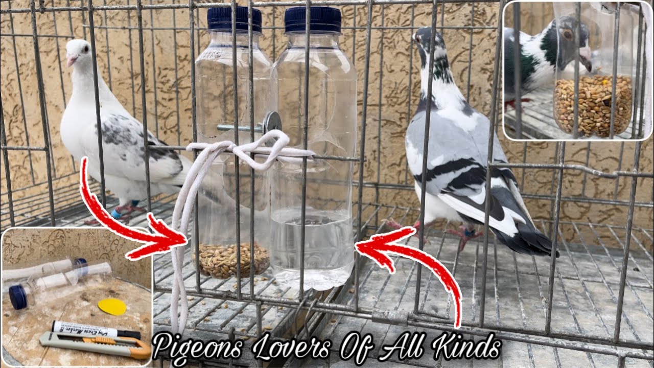 How To Make Bird Food Water Feeder Plastic Bottle At Home YouTube how-to-make-bird-food-water-feeder-plastic-bottle-at-home-youtube