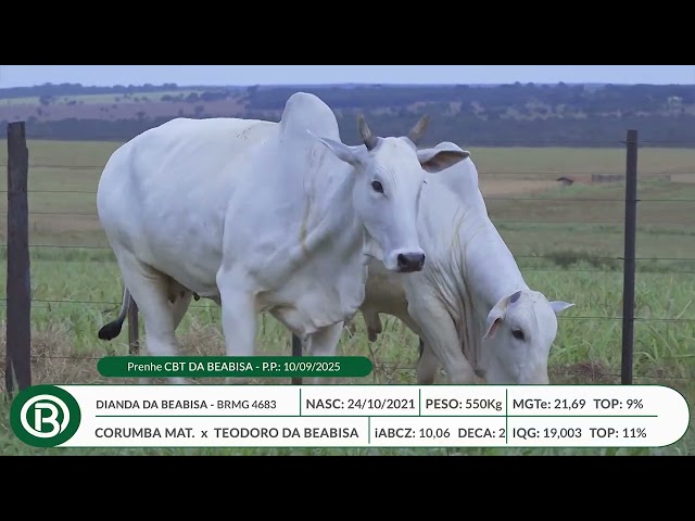Lote 19   Leilão Beabisa – Matrizes Top Genética – 10ª Edição