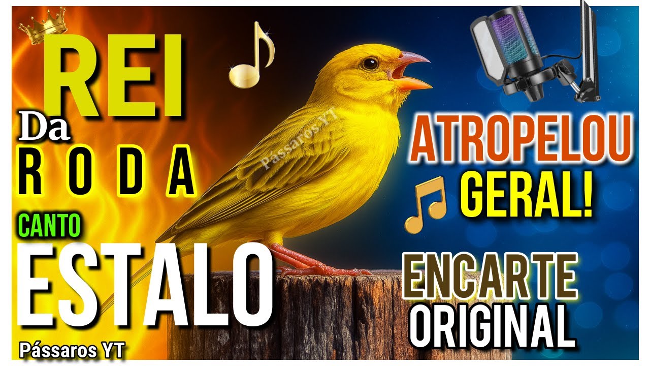 Canário da Terra CALOU os outros CANÁRIOS na RODA - MÁQUIINA de CANTOO por MINUTO