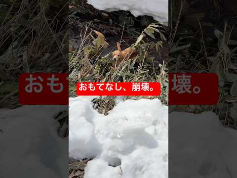 【放送事故】韓国のファンをもてなし中に、大型犬たちが泥沼へ次々ダイブ…おもてなし完全崩壊。 (한국팬 앞에서 대참사! 리트리버 흙탕물 다이브)