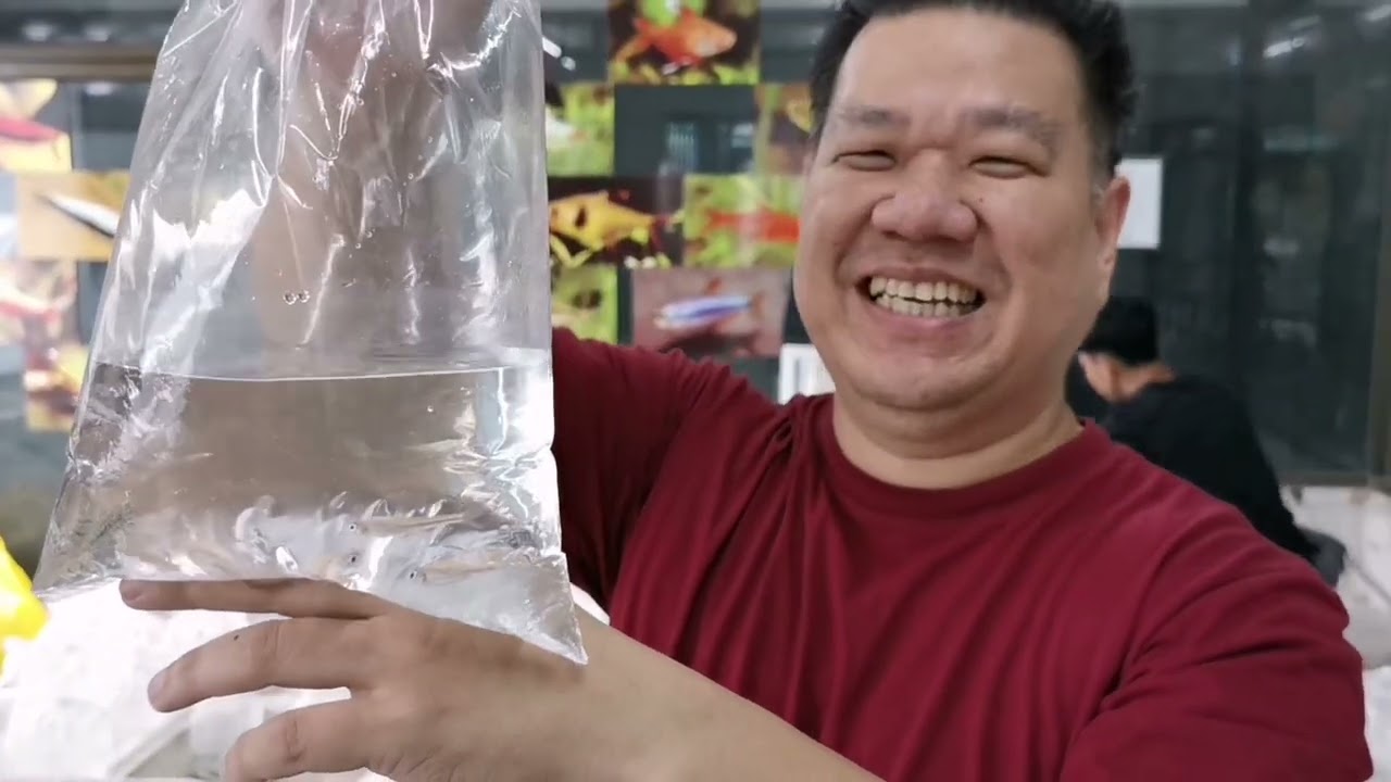 รุ้งทอง ปลา​สวยงาม​(ปลา​ถุง​ส่ง​ทั่วประเทศ)​ 18​/02​/2026​