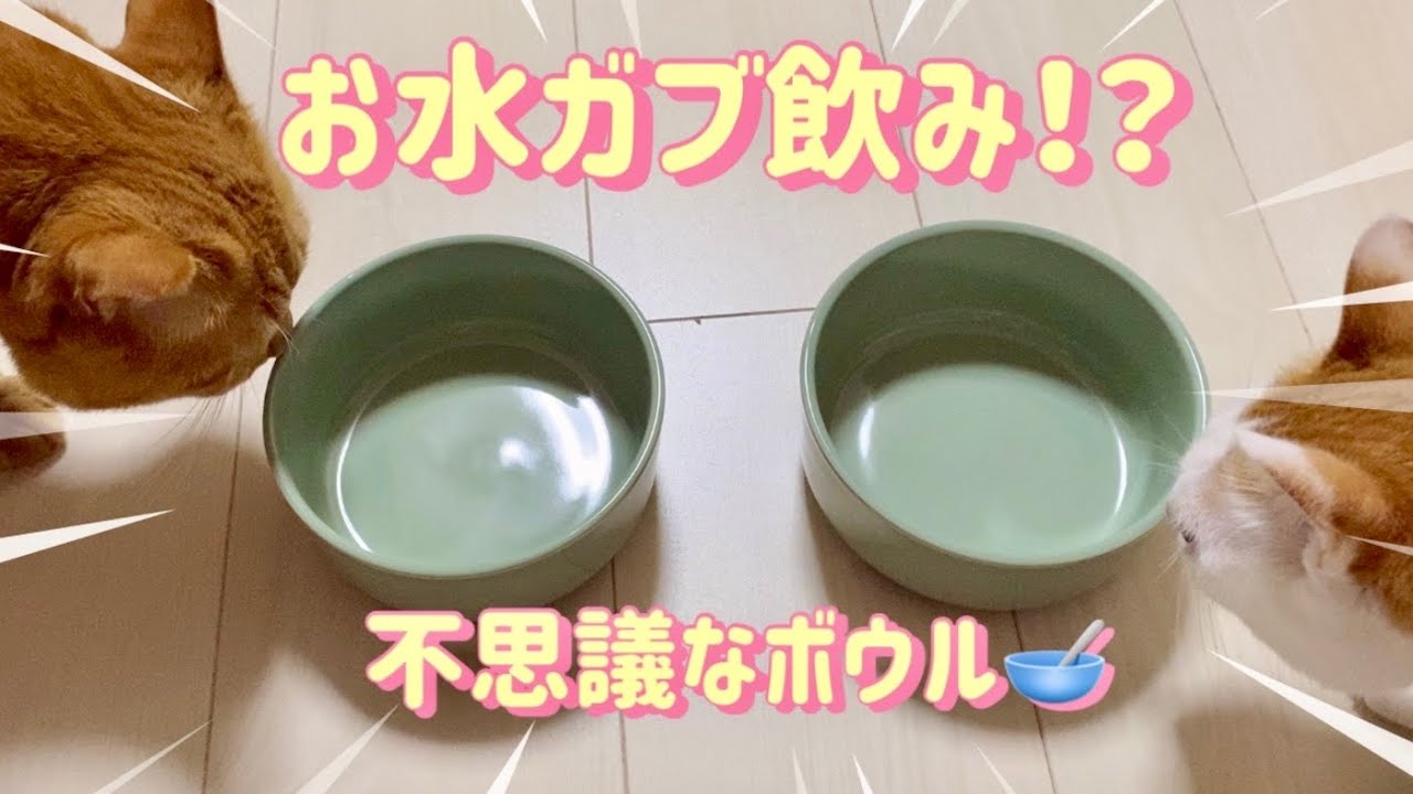 【おすすめ猫グッズ】腎臓病予防に！人気のヘルスウォーターボウル使ってみた🥣cat water bowl🩵ENG YouTube