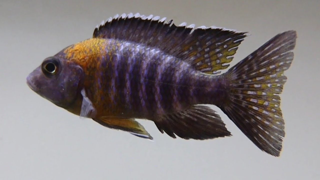 Bicolor Peacock Cichlid Aulonacara Stuartgranti Maulana Profile - YouTube