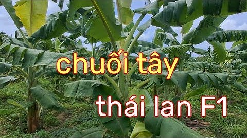 Giống chuối tây Thái Lan nhìn đẹp mang lại năng xuất cao || Thánh Mõm TV