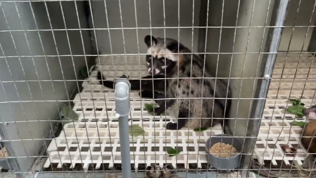 Buổi chiều cho chồn ăn lá dâu tằm