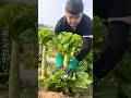 Why do Chinese farmers grow lettuce only for the stems?