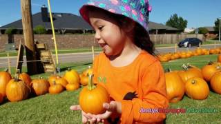 PUMPKIN PATCH Pumpkin Picking Fun for Halloween 2016