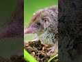 21st Century Extinctions | Christmas-Island Shrew