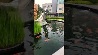 잉어떼    #국립수산과학원  #기장