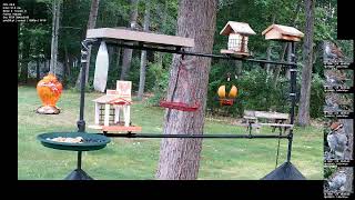 Bird Detection Machine Learning Training Real Time