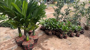 Trung Tâm Về Thêm 2 Cỡ Cau Lùn F1 Cho Khách Rồi Đây Cây Mới Đẹp Lắm || Sdt/zalo: 0867.878.995