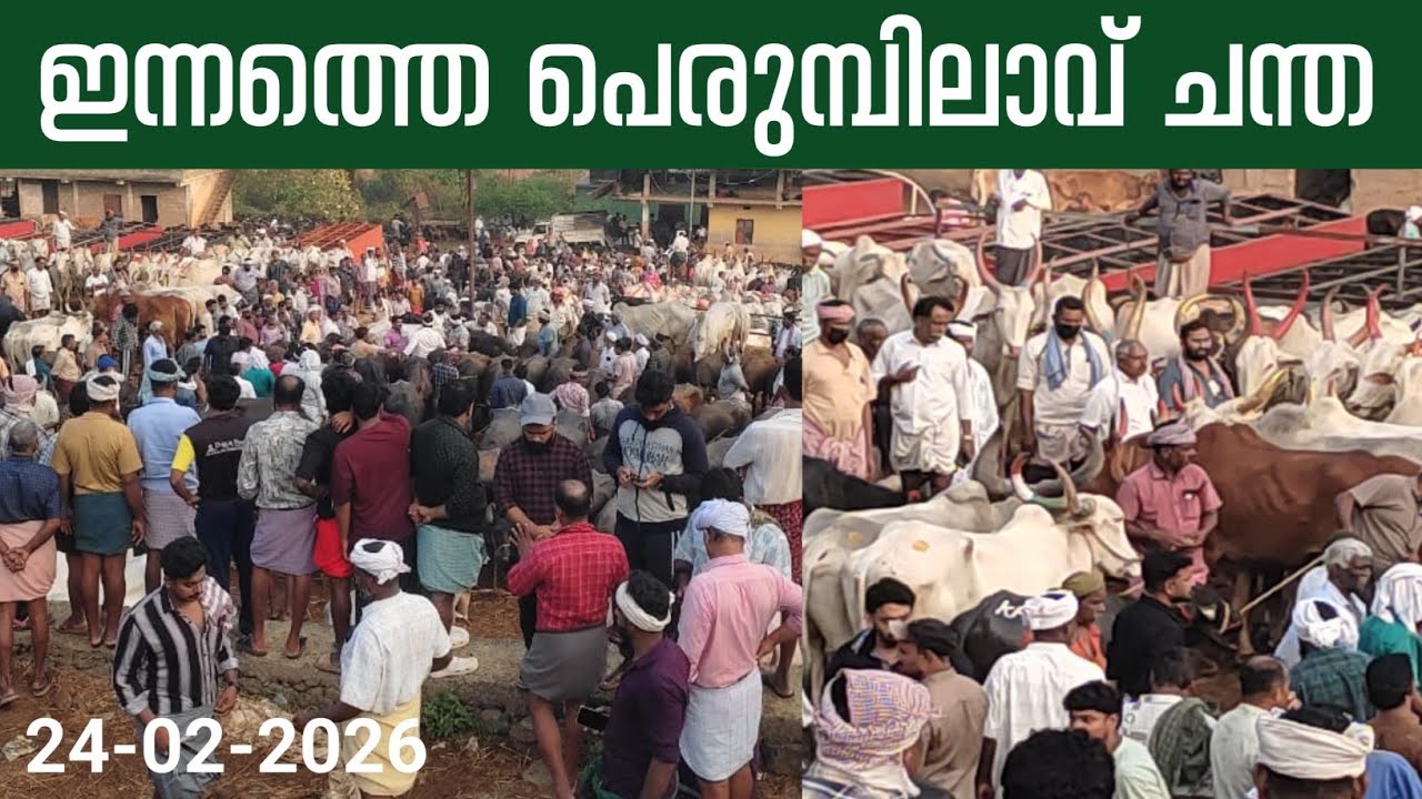 24/2/2026/ ഇന്നത്തെ പെരുമ്പിലാവ് ചന്ത#simple_work യൂട്യൂബ് ചാനൽ