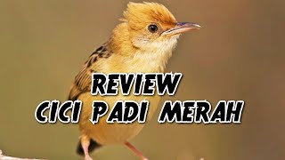 REVIEW BURUNG CICI PADI MERAH | CICI MERAH GACOR | SALOME GACOR | PRENJAK PADI GACOR