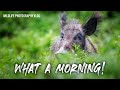 Stag Beetles AND Wild Boar. Does it get any better then this? | Wildlife Photography Vlog