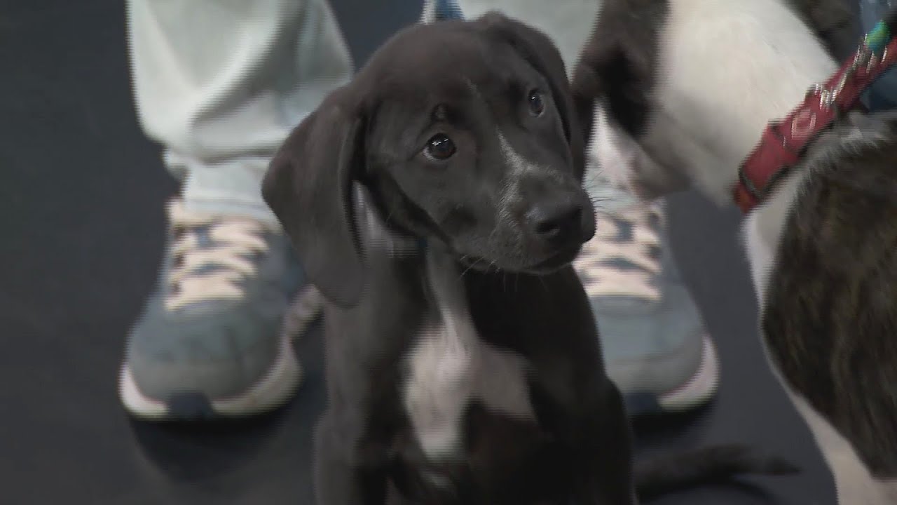 Adopt a Pet: Rescued Rascals