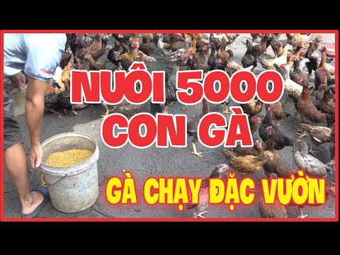 Video Mô hình chăn nuôi gà thả vườn hiệu quả chăn nuôi 5000... - youtube