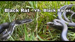 What's the Difference? - Black Rat Snake vs. Black Racer