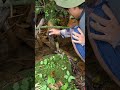 ニホンザリガニ発見!水槽に入れてみた!