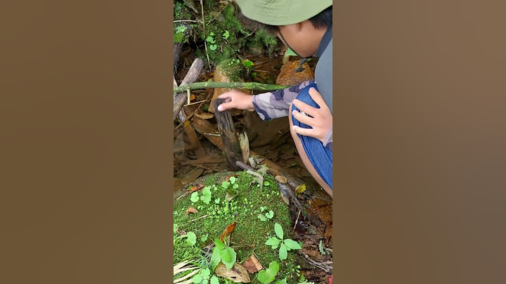 ニホンザリガニ発見！水槽に入れてみた！