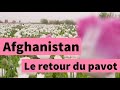 Afghanistan  aprs la scheresse le pavot fleurit  nouveau  afp reportage