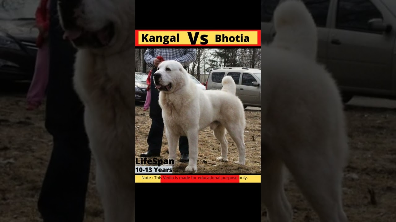 Kangal vs Bhotia. 