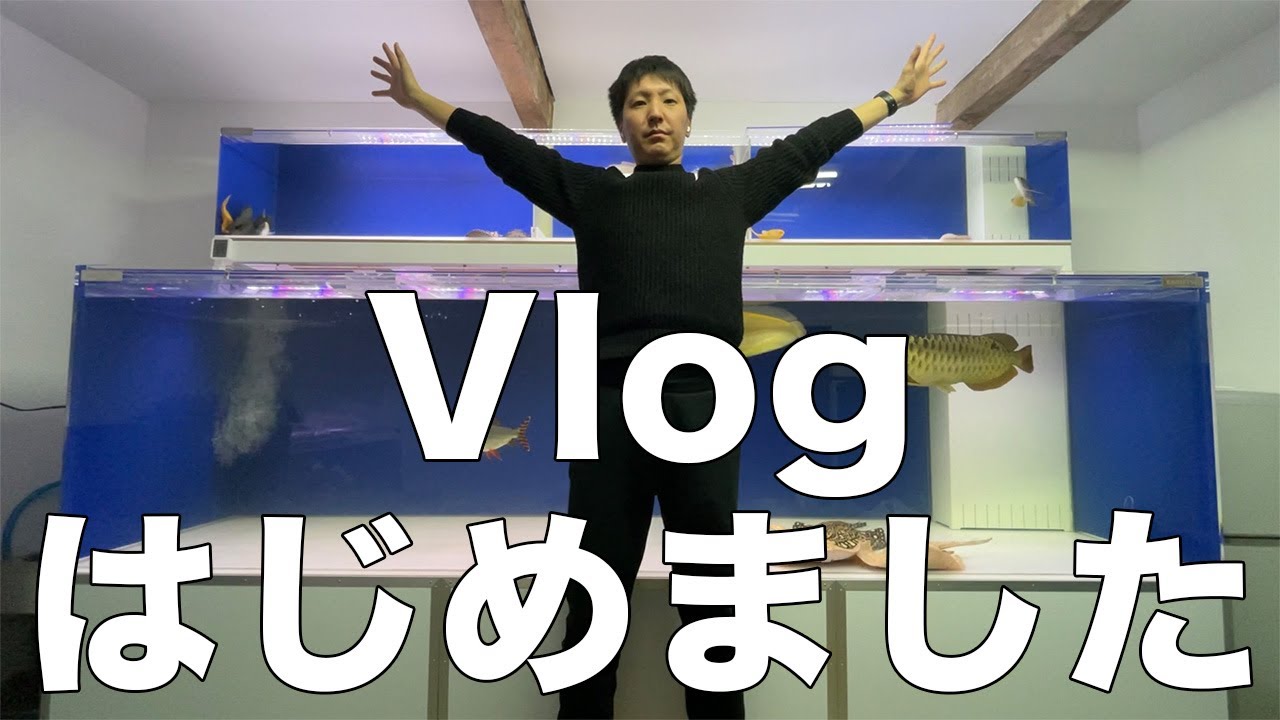 【Vlog】大型魚アクアリストの日常はこんな感じです【Vol.0】