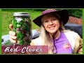 Medicinal red clover  how to prepare tea and tincture