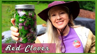 MEDICINAL RED CLOVER | How to Prepare Tea and Tincture!