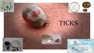 2020-07-07 INKY2020   Know thy enemy: Tips for identifying the most common tick species in Canada Net Worth