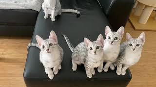 Funny Egyptian Mau family