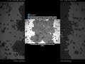 Scientists Discover Living Crystals Formed by Starfish Embryos #biology #starfish #tech #shorts
