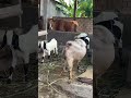 Kambingnya garuk garuk #kambinglucu #anaklucu #shorts #video #viral #trending #funny #comedy #fyp