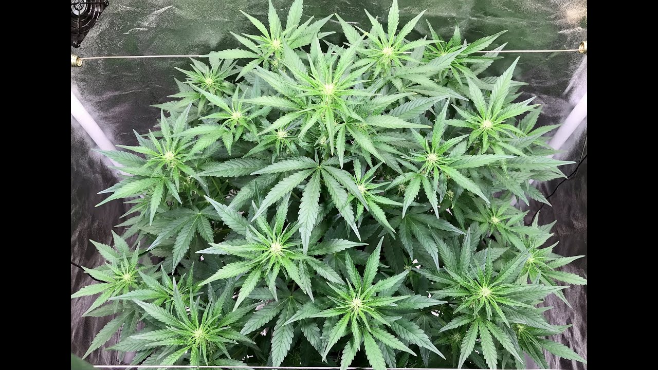 West Coast O.G. Auto, Week 5