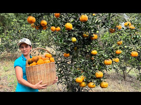 Vídeo: Cultivar orenga: aprèn a cultivar orenga