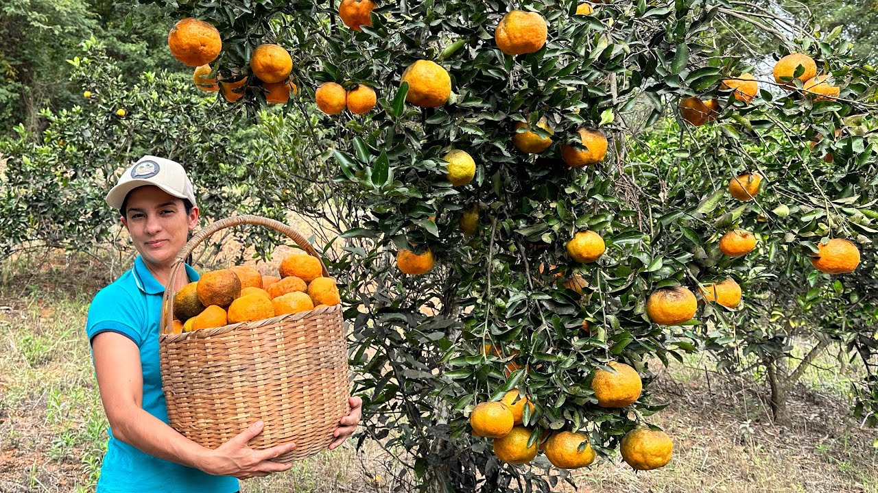 Aprenda passo a passo como cultivar essa fruta e produzir muito