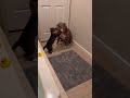 Cat jumps out and attacks dog#viral #videoshort #funny