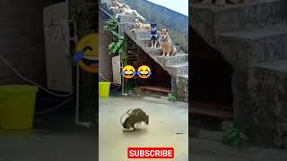 Mouse 🐭 fighting video | rat 🐀 fighting video #viral #trending #video #shortvideo #shorts