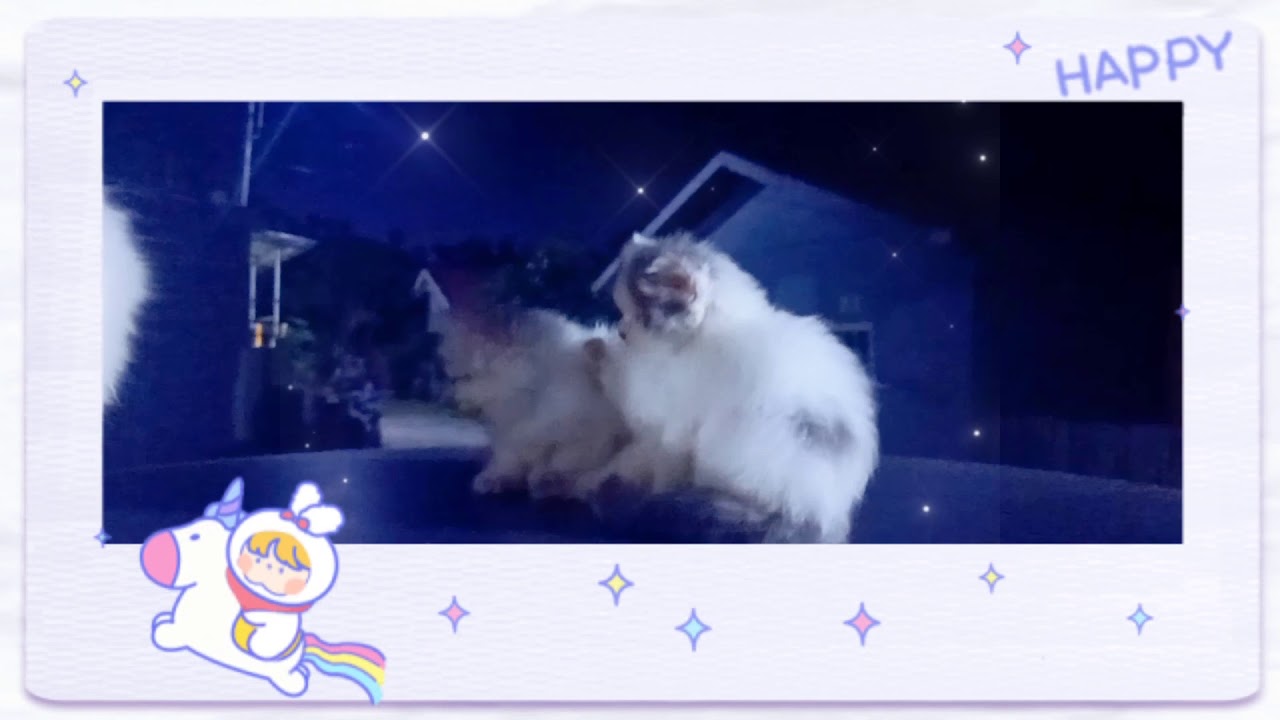 Kucing Persia 
