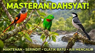 MASTERAN MEWAH ‼️ Kombinasi Mantenan, Serindit, Glatik Batu Gacor Dorr!