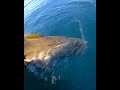 Amazing fishing in Norway
