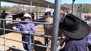 Building Trust As You Approach Your Mule (Great for Approaching New Mules)