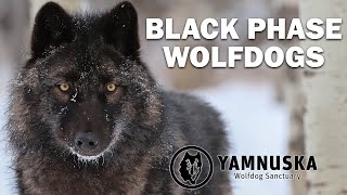 What is a Black Phase Wolfdog? Featuring the wolfdogs at Yamnuska Wolfdog Sanctuary!