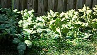 pumpkin patch final update